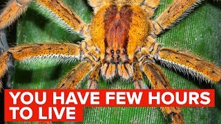 The Most Venomous Spiders In The World [upl. by Borlow]