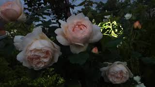 Wollerton Old Hall David Austin Rose in my garden this evening [upl. by Abehshtab]