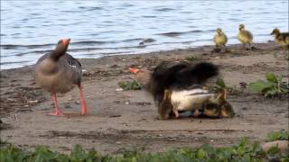 Grauwe Gans  Greylag Goose [upl. by Leahplar]