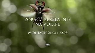 „Królestwo” – najpiękniejszy film przyrodniczy ostatnich lat bez opłat na VODpl zwiastun pl [upl. by Ruffina]