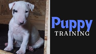 Bull Terrier Puppies Training and explaining pt2 [upl. by Kaylyn814]