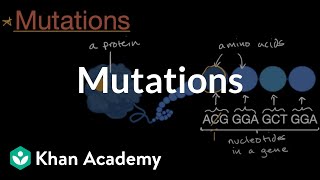 Mutations  Inheritance and variation  Middle school biology  Khan Academy [upl. by Allerus729]