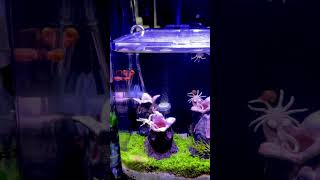 MICRO PLANTED AQUARIUM 🌱facehugger paulstingray paulsaquariums dymax aquascape [upl. by Cordier]