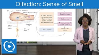 Olfaction Sense of Smell – Physiology  Lecturio Nursing [upl. by Salli]