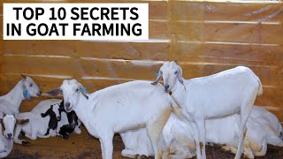 TOP SECRETS IN GOAT FARMING THAT YOU NEED TO SUCCEED [upl. by Lednik]