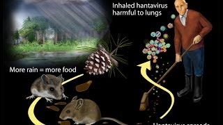 Hantavirus Infection [upl. by Soracco]