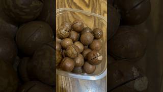 ഇത് കഴിക്കാത്തവരുണ്ടോ Macadamia nuts macadamia foodshorts nuts [upl. by Josiah879]