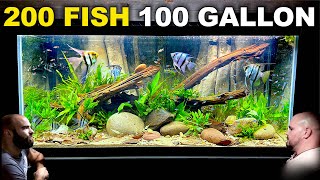 100 Gallon Angelfish amp Neon Tetra Tank w Custom 3D Background Aquascape Tutorial [upl. by Ahsienel]