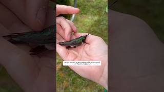 This girl rescued an abandoned weak hummingbird and then this happened animalshorts [upl. by Arvy]