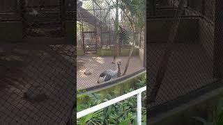 Take a close look at the beauty of peacocks in cages at the zoo [upl. by Llenrahc]