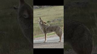 Coyote Sounds of Howling and Barking  Canis latrans Sounds [upl. by Owades]