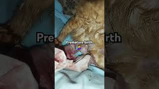 Premature birth kitten cat catsnkittens catlover cutecat kitten [upl. by Acimehs]