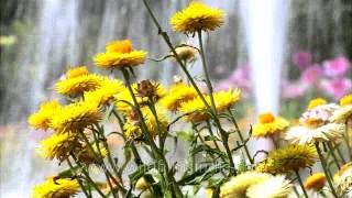 Helichrysum or Strawflowers growing in a garden [upl. by Schiro]