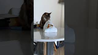 🐾😻 Maine Coon Aventureux  Sherkan Essaye de se cacher dans un Sac Trop Petit pour Lui  🐾🐾 1153 [upl. by Fayette860]