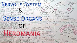 Nervous System and Sense Organs of HerdmaniaSea SquirtSea PotatoAscidian  Urochordata [upl. by Tarazi980]