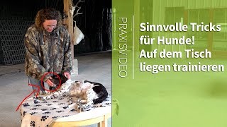 Sinnvolle Tricks für Hunde ► Am Tisch liegen trainieren ►Praxisvideo [upl. by Kamal39]