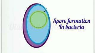 spores and cysts in bacteria  spore formation  spores animation vedio [upl. by Assiluj538]