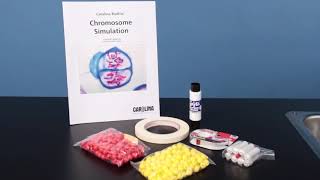 Chromosome Simulation Kit [upl. by Yarised]