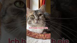 Hallöchen shorts shorts storyfeed trendingshorts viralshorts katze katzen [upl. by Kira]