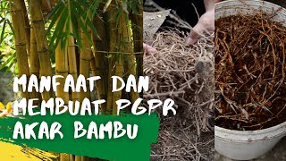 Manfaat dan Cara Membuat PGPR dari Akar Bambu Plant Growth Promoting Rhizobacteria [upl. by Ecilayram223]