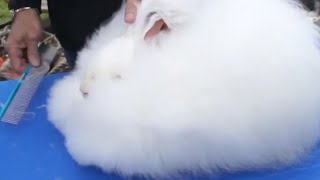 CONEJOS  La peluquería de los conejos Cómo tratar el pelo angora Consejos profesionales [upl. by Ennyroc]