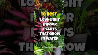 Best low light indoor plants that grow in water ✅ [upl. by Nairehs931]