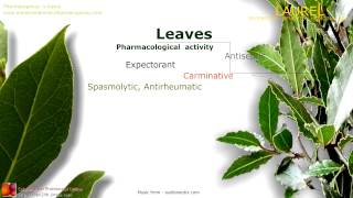 Laurel benefits Properties of the Bay Laurel leaves [upl. by Sucramal358]