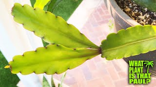 Rhipsalis Elliptica is an epiphytic cactus species native to the tropical climates of Brazil [upl. by Valdes]