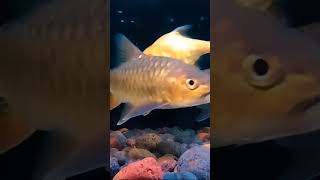 Keindahan mahseer goldenmahseer aquarium fishtank jualikan jualikanhias [upl. by Spanjian]