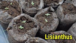 Growing Lisianthus from seed to sprout  Stepbystep [upl. by Ayital]