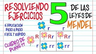 🌿Ejercicios Leyes de Mendel y cuadro de Punnett Fácil y Rápido  BIOLOGÍA [upl. by Jaddan]