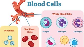 Basic histology  The Blood Biology شرح تفصيلي لل [upl. by Ahsimak]