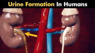 How Urine Is Produced Inside Human Body UrduHindi [upl. by Yrneh]