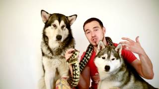 трейлер TOP DOGS husky and malamute [upl. by Yelich]