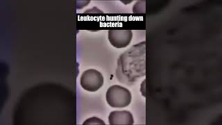 Leukocyte hunting down bacteria shorts viral leukocyte [upl. by Eiznek]