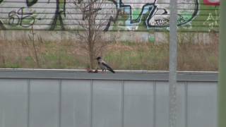 Krähe frisst Eichhörnchen in Staaken auf [upl. by Ahsead]