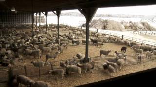 Ontario Lamb Farming [upl. by Ysied24]