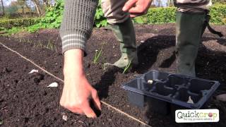 How To Grow Garlic  A Step By Step Guide [upl. by Esther369]