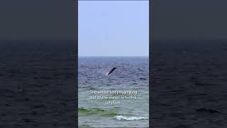 Sowerbys Beaked Whale in the Baltic Sea  Getfactual [upl. by Negroj]