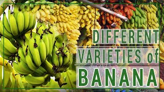 What are the different varieties of banana  Mga uri ng saging [upl. by Nodyl332]