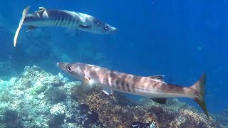 Snorkeling Raja Ampat Misool Barracudas in Yiliet Kecil Indonesia November 2023 [upl. by Dearden]