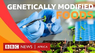 What is genetically modified food  BBC Whats New [upl. by Demona468]