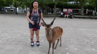 Cute deer noises in Miyajima Japan [upl. by Seko]