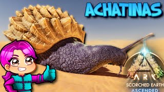 WHERE TO FIND ACHATINAS  SCORCHED EARTH  Ark Survival Ascended [upl. by Eivets82]