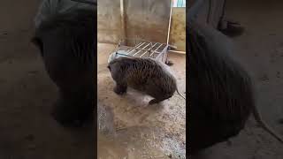 How to catch the Boar 🐗animals funny pig wildboar quotNO ANIMALS WERE HARMEDquot [upl. by Elvira]