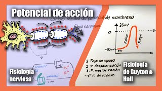 Potencial de acción  Fisiología nerviosa  Canales de sodio y potasio  Fisiología de Guyton amp Hall [upl. by Meekahs]