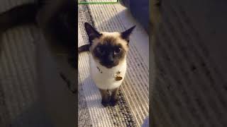 Siamese cat wants attention [upl. by Bonns]