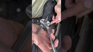 Chestnut trimming asmr farrier horsecare equestrian asmr foryou [upl. by Ayad]