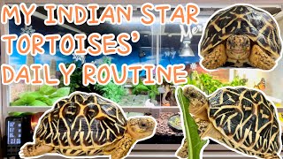 DAILY care routine with my baby Indian Star Tortoises 🐢  Gemini x Nova x Luna ❤️  tortoiselife [upl. by Regnig]