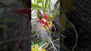 Anggrek Impor Ga Dirawat bisa Tumbuh amp Berbunga  Maxillaria tenuifolia  Coconut Orchid [upl. by Harraf]